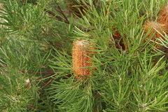 Banksia occidentalis