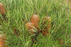 Banksia occidentalis