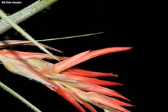 Pitcairnia robert-downsii
