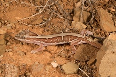 Lucasium steindachneri