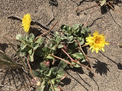 Agoseris apargioides