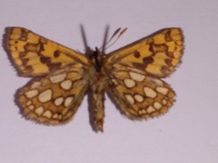 Carterocephalus skada