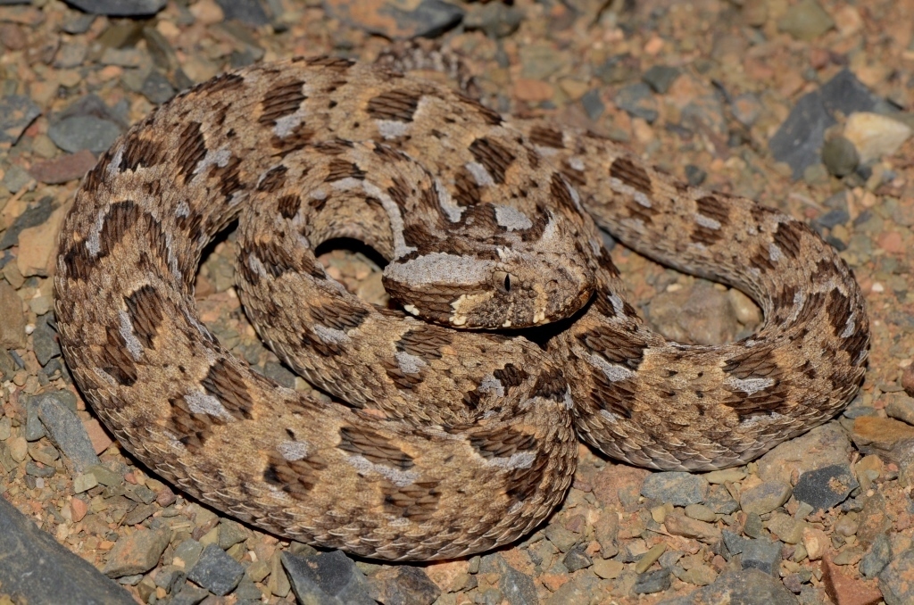 Red Adder