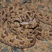 Bitis rubida - Photo no hay derechos reservados, subido por Marius Burger