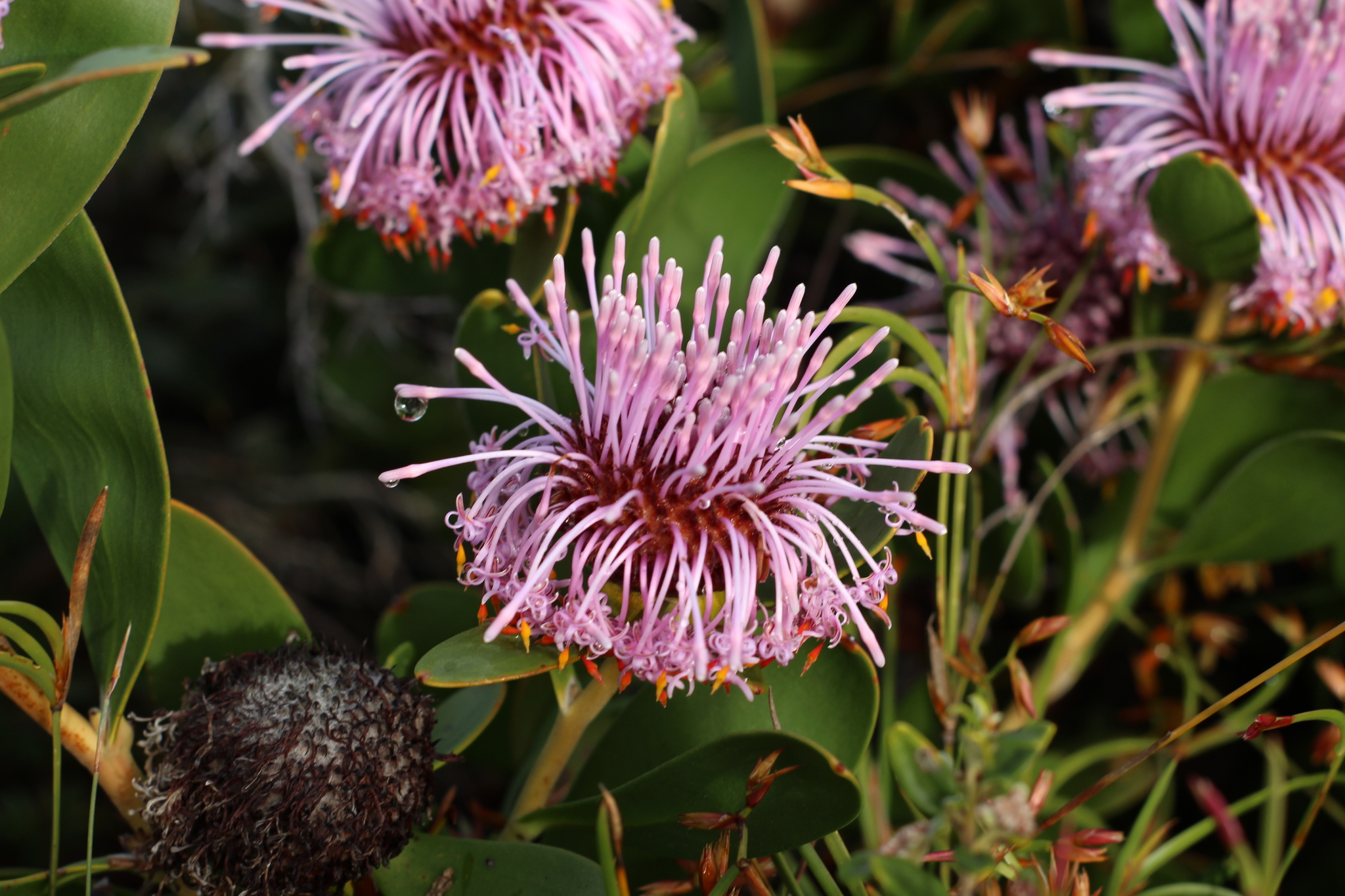 Isopogon cuneatus