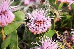 Isopogon cuneatus