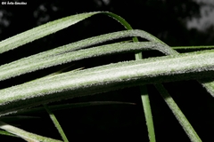 Pitcairnia robert-downsii