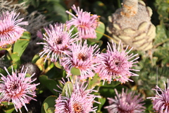 Isopogon cuneatus