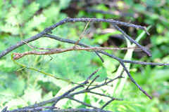 Phraortes stomphax