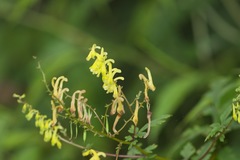 Corydalis chaerophylla