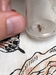 Camponotus variegatus