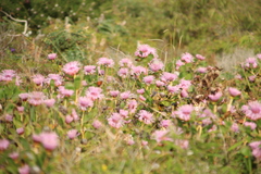 Isopogon cuneatus