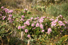 Isopogon cuneatus