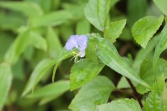 Commelina paludosa