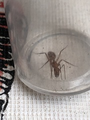 Camponotus variegatus