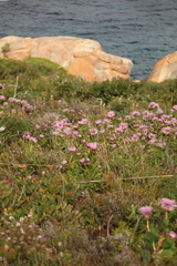 Isopogon cuneatus