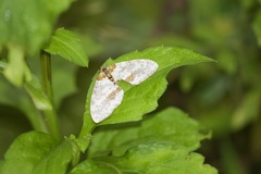 Abraxas nepalilluminata