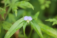 Commelina paludosa