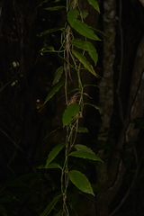 Petermannia cirrosa