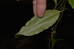 Petermannia cirrosa