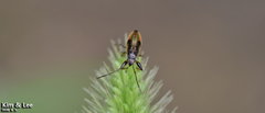 Pachygrontha antennata