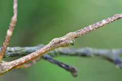 Phraortes stomphax
