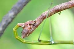 Phraortes stomphax