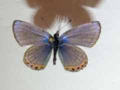 Icaricia cotundra