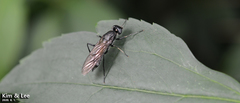 Ptecticus japonicus