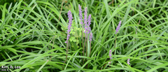 Liriope muscari