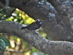 Spermestes bicolor nigriceps