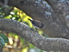Spermestes bicolor nigriceps