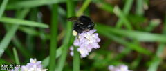 Bombus ignitus