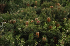 Banksia occidentalis