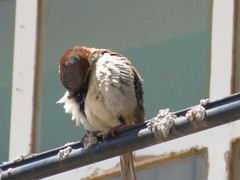 Passer domesticus