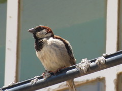 Passer domesticus