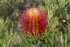 Banksia occidentalis