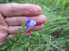Scutellaria scordifolia