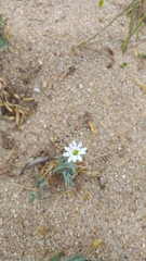 Stellaria dahurica