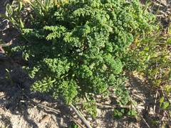 Dasispermum