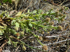 Pterocaulon sphacelatum