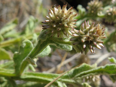 Pterocaulon sphacelatum