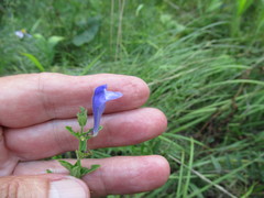 Scutellaria scordifolia