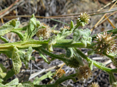 Pterocaulon sphacelatum
