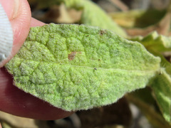 Pterocaulon sphacelatum