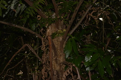 Alsophila leichhardtiana