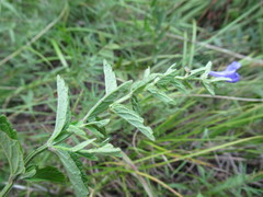 Scutellaria scordifolia