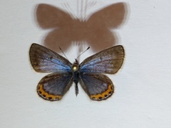 Icaricia cotundra
