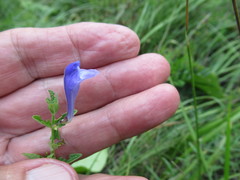 Scutellaria scordifolia