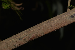 Alsophila leichhardtiana